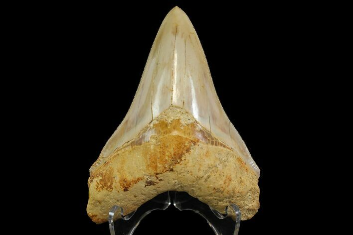 Serrated, Fossil Megalodon Tooth - Indonesia #151821